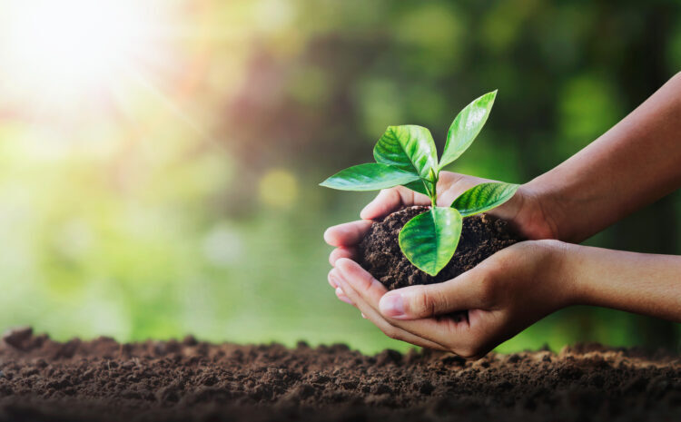 Certificado digital e sustentabilidade: tecnologia aliada do meio ambiente